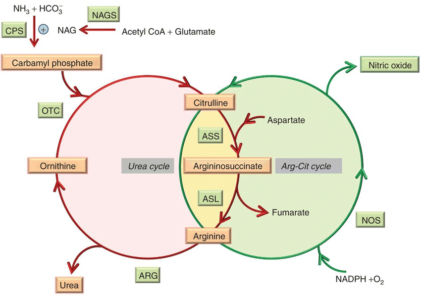 CITRULLINE BLOOD PRESSURE AND ARTERIAL HEALTH Vazzello