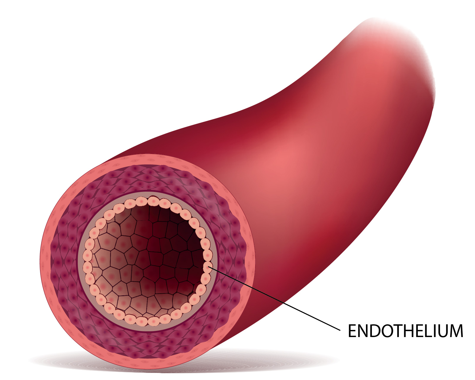 endothelium of capillaries